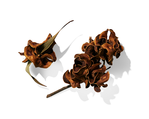 Acacia Extract