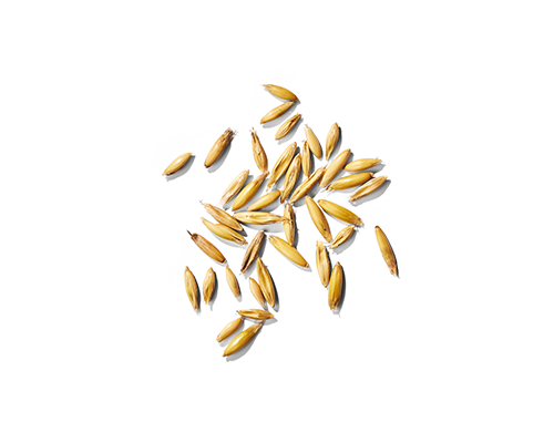 Black Oat Seed Extract