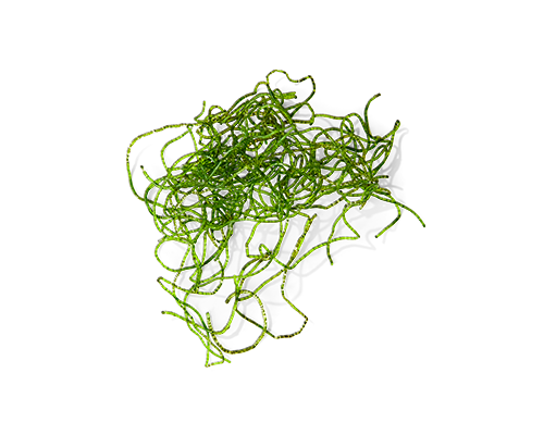 Blue Green Algae