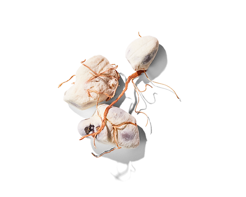Boabab Seed Extract