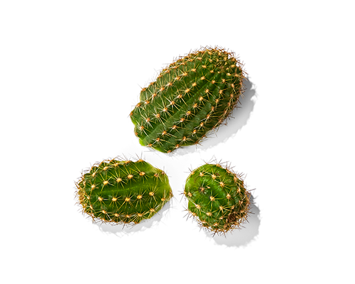 Cactus Extract