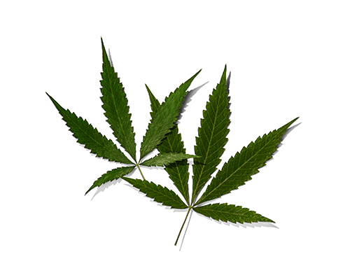 Hempseed Oil