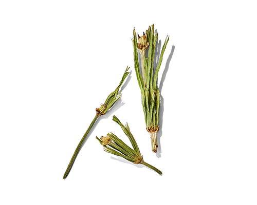 Horsetail Extract