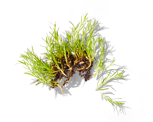 Irish Moss Extract