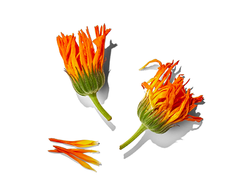 Marigold Extract