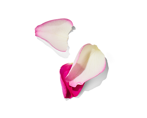 Rose Extract