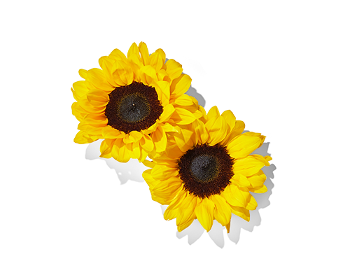 Sunflower Seed Extract